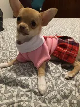 Ropa de pareja para Perro, uniforme de Mascota, Ropa para perros pequeños y medianos, disfraz de Chihuahua, camiseta para cachorro, Ropa para perros, Ropa para Perro