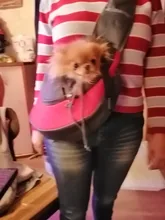 Bolsa de viaje para mascotas, bolsas de mensajero portátiles de malla transpirable para gatos y perros, accesorios para chihuahua