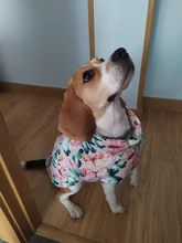 Ropa de invierno para Perros Bulldog Francés, abrigo cálido, atuendo con chaleco para perros pequeños, medianos y grandes
