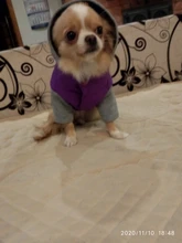 Hoodies Jacket Puppy French-Bulldog Small Dogs Waterproof Dog Chihuahua Winter Autumn