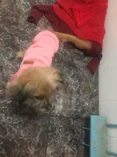 Clothing Sweater Small-Dog-Jersey Poodle Chihuahua Winter Dogs for Pet-Cats Warm Autumn