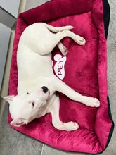 Pet-Bed Puppy Kennel Large Dog Waterproof House Cat-Litter Paw-Print for Four-Seasons