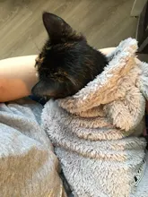 Ropa de Gato caliente para mascotas, abrigo, chaqueta para perros pequeños, medianos, gatos, Chihuahua, ropa de Yorkshire, disfraz rosa, S-2XL