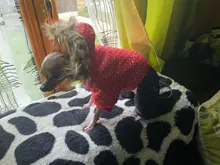 Coat Dogs-Clothing Dot-Pattern Winter Hooded Pet-Dogs New Xl To High-Quality