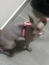 Pet Cat Collar Harness And Leash Adjustable Nylon Pet Traction Dog Kitten Halter Collar