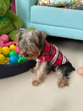 Ropa de verano para perros pequeños, Camiseta de algodón para gatos y perros, chaleco para cachorros, camisas para Chihuahua y Yorkshire, productos para mascotas