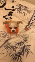 Sweaters Jacket Outfit Coat T-Shirt Woolly Small Dogs Winter for Warm Pet-Dog Cats Soft