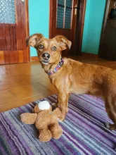 Collar de nailon para perro, personalizado con placa de etiqueta de identificación grabada para mascota, reflectante, perros pequeños, medianos y grandes