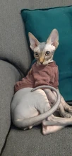 Ropa de Perro para perros pequeños de Jersey para Perro Ropa para perros de invierno Ropa de Chihuahua clásico mascota traje de Ropa Perro 20-22S1