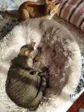 Cama de perro caliente de lana ronda perro perrera casa larga felpa invierno mascotas camas para perros medianos grandes perros gatos cojín del sofá suave esteras