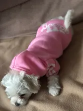 Adidog-ropa para perros pequeños, chaqueta con capucha deportiva de invierno, suéter de algodón suave abrigado puro, Chihuahua de peluche, ropa para cachorros