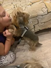 Collar de perro ajustable productos para mascotas Collar para perro arnés correa de liberación rápida Rhinestone Bling de cuero de la PU 1 PC