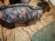 Puppy Vest Coat Clothing Jacket Dogs Chihuahua Waterproof Large Winter Medium Pet-Dog