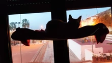 Cama que cuelga de la ventana para mascotas, 20kg, hamaca para gato y mascota, asiento tipo estante