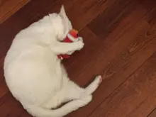 Doll-Pillow Cat-Toy Cat Mint Simulation-Fish Grass-Carp Funny New Pet-Molar