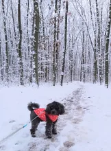 Puppy Outfit Vest Coat Dog-Jacket Pets Padded-Chihuahua Apparel-20 Small-Dogs Warm Winter