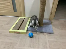 Automatic Smart Cat Toys Ball Interactive Catnip USB Rechargeable Self Rotating Colorful