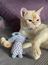 Cat Toys Interactive Ball Catnip Cat Training Toy Pet Playing Ball Pet Squeaky Supplies