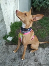 Dog-Collar Pitbull German Shepherd Reflective Nylon Padded Breathable Striped Large Medium