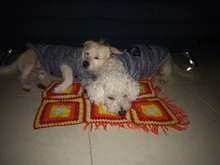 Pet-Dog-Clothes Jacket Coat Puppy Dogs Chihuahua Cotton for Warm Thick And Thin