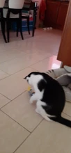 [MPK Store] Jumping Cat Toy, Pet Cat Toy, Toy for Cats, Bouncing Toy