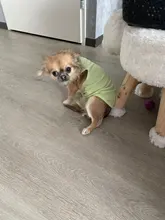 Ropa de verano para mascotas, Camiseta con estampado de flamenco para perro, chaleco para perros pequeños y medianos, accesorios para mascotas, chaleco para gatos, camisas, XS-2XL