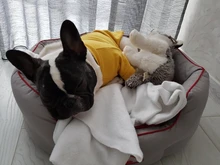 Ropa de perro de moda ropa de invierno para perros pequeños perros mediano chaqueta de abrigo Chihuahua ropa para mascotas para pequeño mediano perros Carlino