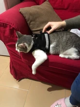 Leash-Set Harness-Leads Puppy Yorkies Reflective Kitten Vest Dogs Small Nylon Mesh And