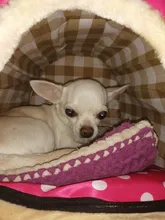 CAWAYI KENNEL Dog Pet House Products Dog Bed For Dogs Cats Small Animals cama perro hondenmand