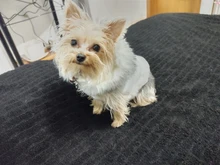 Dog Cat Winter Warm Coat Jacket Dress Pet Puppy Hoodie Winter Warm Clothes Apperal