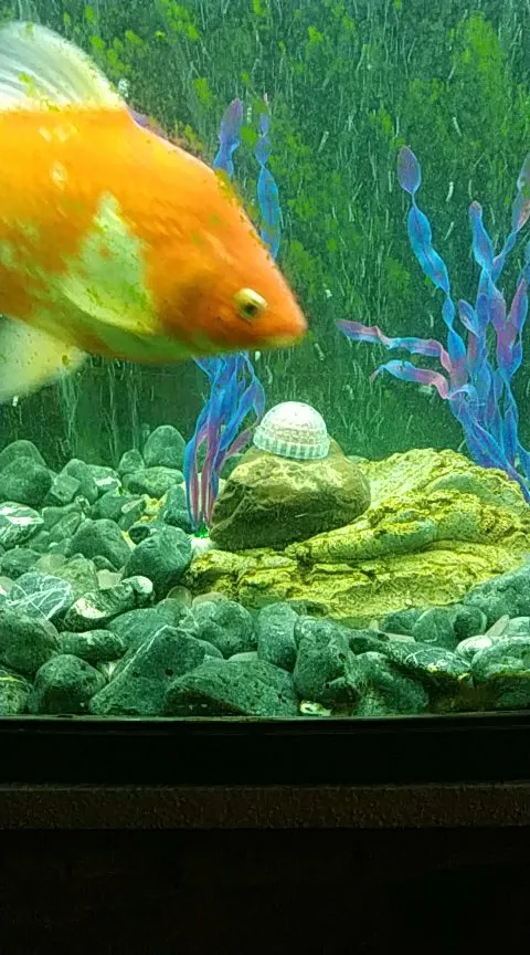 1pc水族館モスボールフィルター水槽モスボールライブプラントフィルターdiy水族館透明造園植物ホルダー家の装飾 Aliexpress Mobile