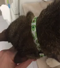 Patrón de flor de nueva moda gato ajustable Collar con cascabel Collar para gatos cachorro mascotas plomo correas para mascotas