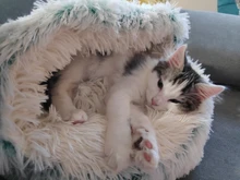 Cat Cave Nest Bed Dog-Bed Donut-Cozy Plush Medium Hooded Puppies Warm Small Soft 