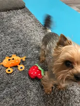 Dog-Toys Plush-Squeaky Pet-Supplies Puppy-Training-Toy Bite-Resistant Vegetable Dog Chew