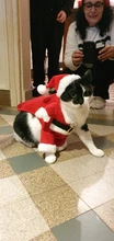Christmas Cat Clothes Halloween Clothes For Cats Costume New Year Outfit Pet Cat Clothes