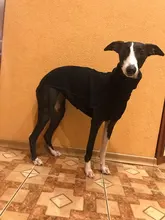 Clothing Pullovers Pet-Coat Pitbull Dogs High-Collar Winter Mascotas Large Medium Big