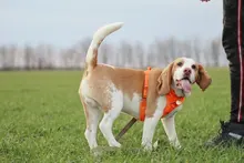 Truelove Pet Dog Harness Large Small For Pitbull Reflective Safety Harness For Dogs