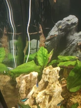 Cleaning-Tool-Accessories Algae-Remover Shrimp Twinstar Aquarium Chihiros Doctor Water-Fish-Tank