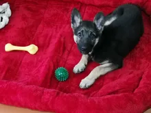 Dog-Beds Cage Lounger Pet-House-Cushion Dogs-Mat Bench-Medium Golden Retriever Large