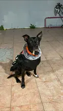 Pet-Dog-Clothes Clothing Walking-Harness Dogs Outdoor Waterproof Large Winter Medium