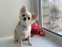 Collar ostentoso de perro de cristales para cachorro, Collar brillante con diamantes de imitación para mascotas, suministros de Perros pequeños S/M/L