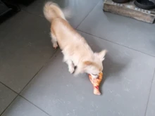 Kit de cortadora de pelo para perros, afeitadora recargable por USB Gato, bajo ruido, cuchilla de repuesto