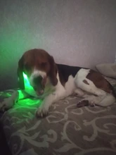 Light Puppy-Accessories Dog-Supplies Dog-Collar Luminous Pet Dogs Rechargeable Personalized