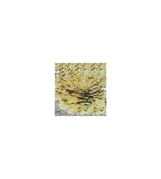 

Rose of Jericho