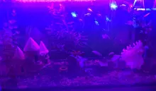 Lighting Aquarium-Light Plant-Lamp Fish-Tank-Light Underwater-Fish-Lamp LED Waterproof
