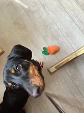 Animales juguetes de caricaturas de perros de juguete de peluche de felpa de rompecabezas para perros gato chirriante para masticar juguete para mascotas suministros