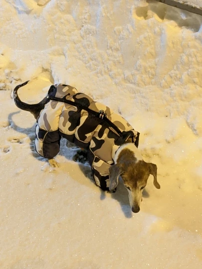 Winter Pet Dog Waterproof Warm Jacket photo review