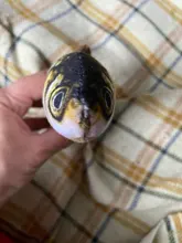 Pet Soft Plush Creative 3D Carp Fish Shape Cat Toy Gifts Catnip Fish Stuffed Pillow Doll