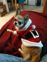 Costume Jackets Yorkie-Outfit Cat-Clothing Puppy Small Dogs Coat Hooded Pet-Dog Winter Dog