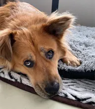 Blanket Mattress Cushion-House Sleeping-Cover Dogs Small Soft-Fleece Large Cat-Bed Puppy